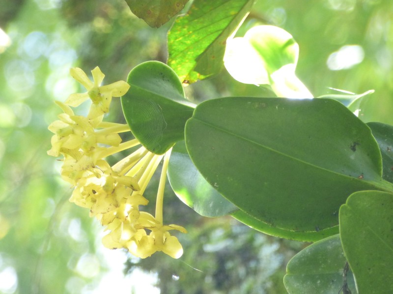 Epidendrum hardingiae photo 6