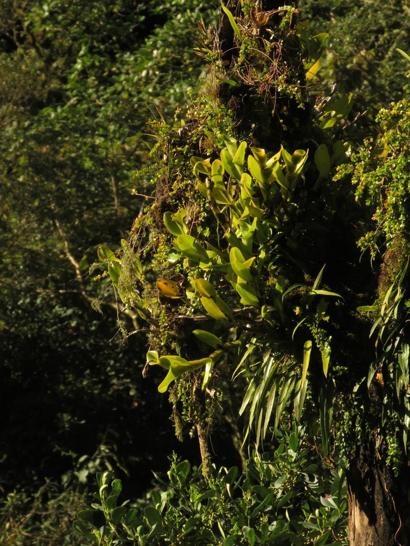 Epidendrum hardingiae photo 7