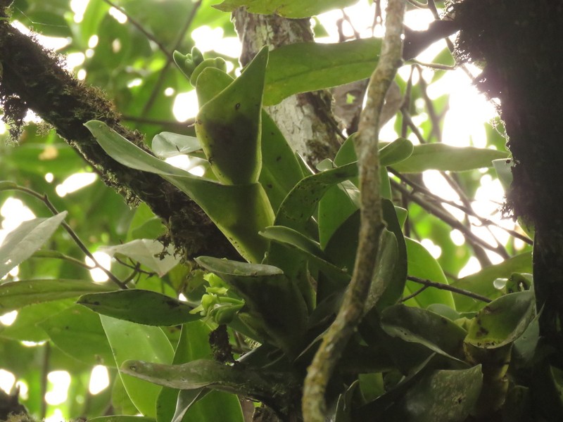 Epidendrum hardingiae photo 8