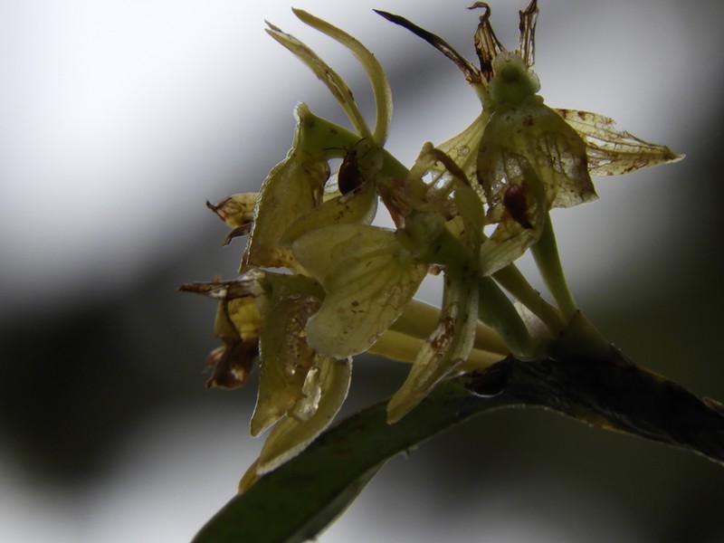 Epidendrum iang-rondonii photo 2