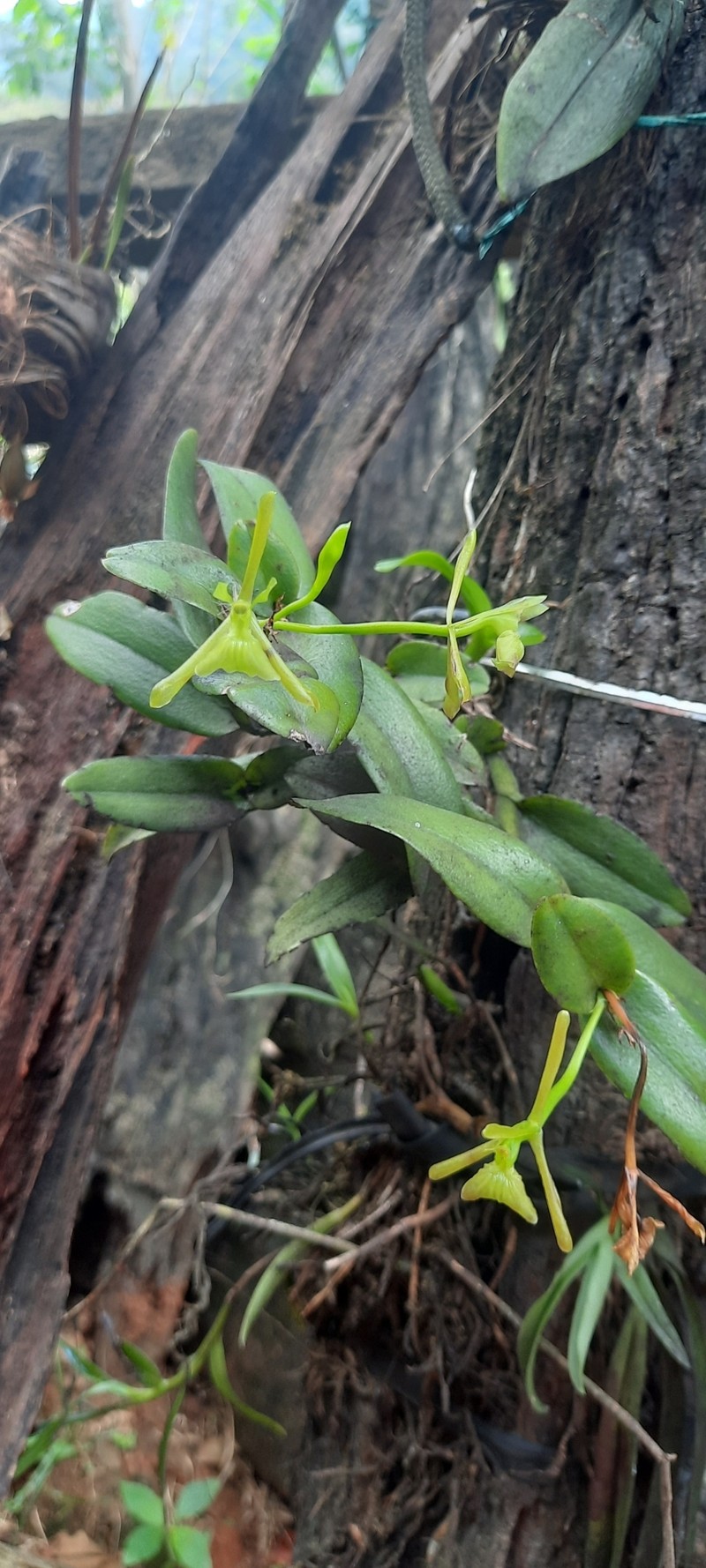 Epidendrum iang-rondonii photo 3