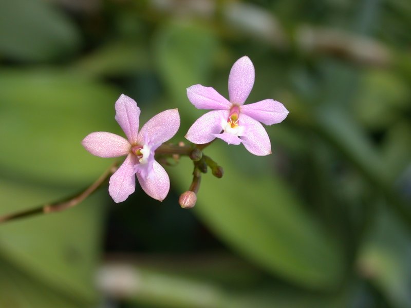 Epidendrum ibaguense