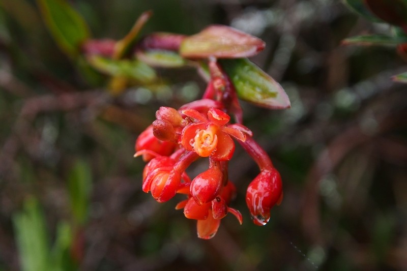 Epidendrum incapachychilum