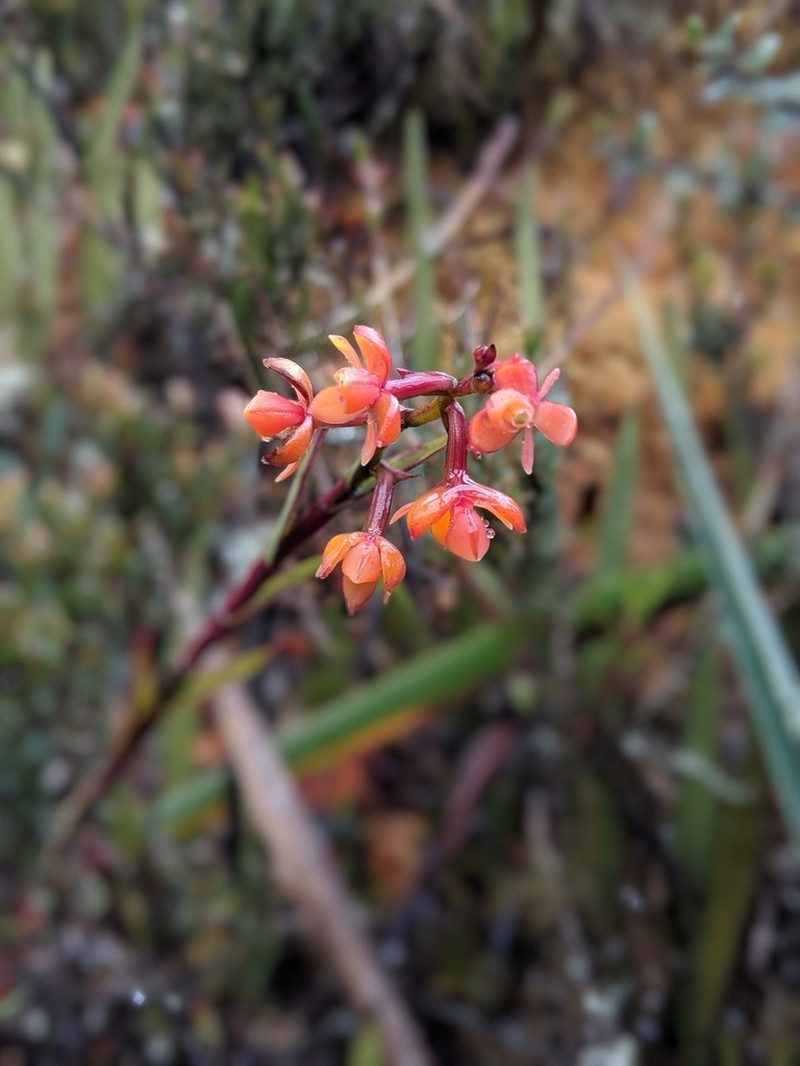 Epidendrum incapachychilum photo 2