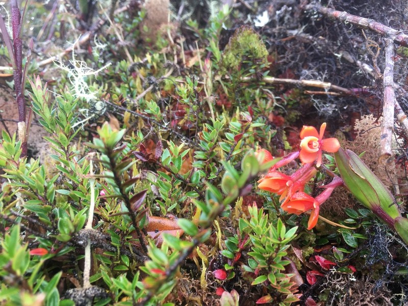 Epidendrum incapachychilum photo 3