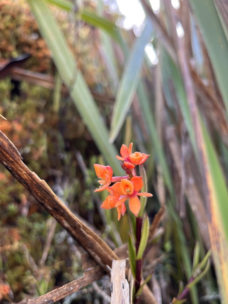 Epidendrum incapachychilum photo 4