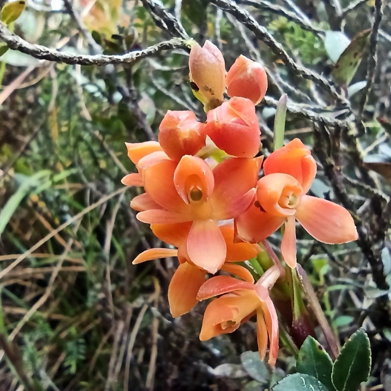 Epidendrum incapachychilum photo 5