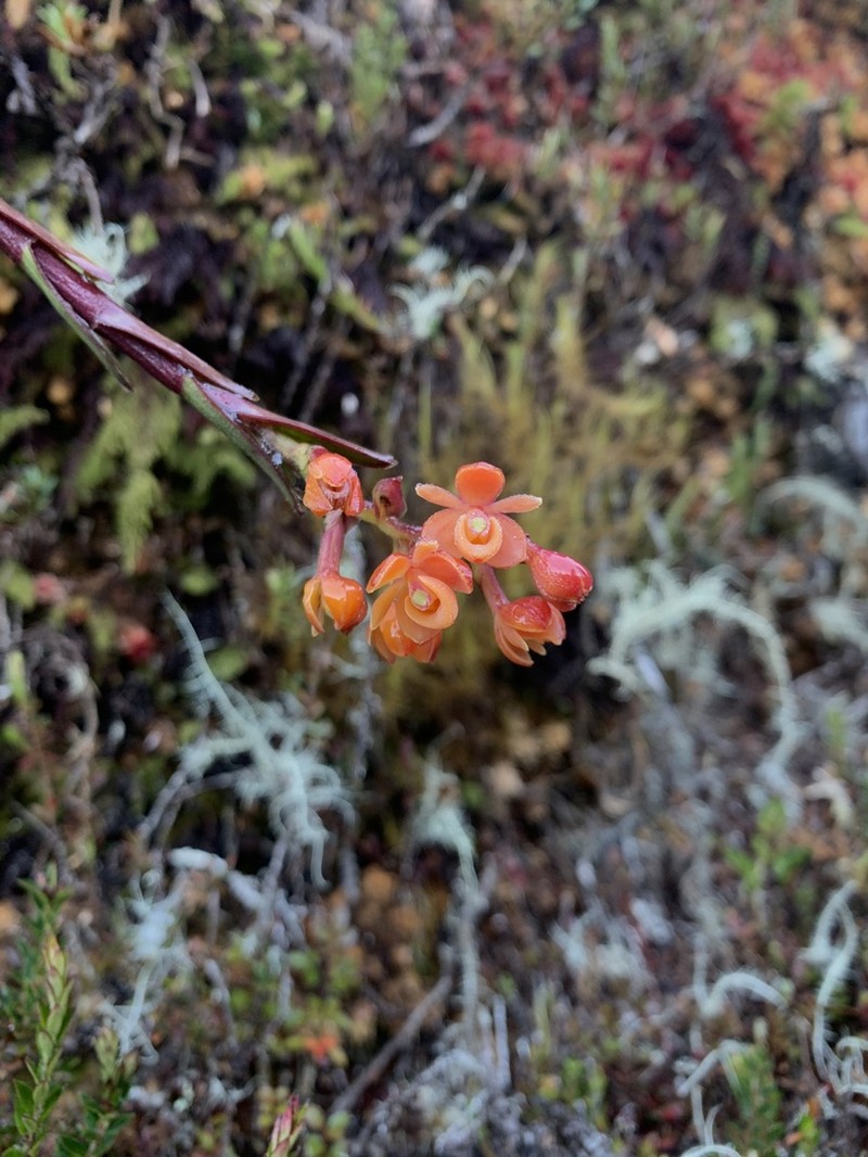 Epidendrum incapachychilum photo 6