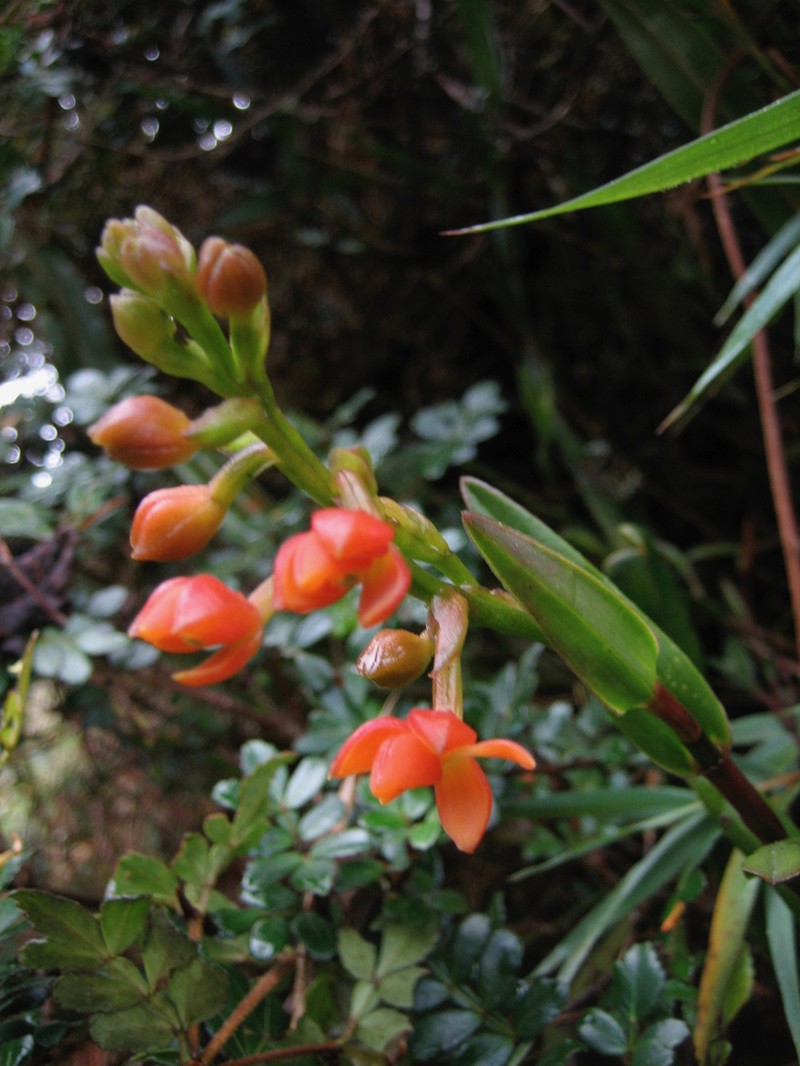 Epidendrum incapachychilum photo 7