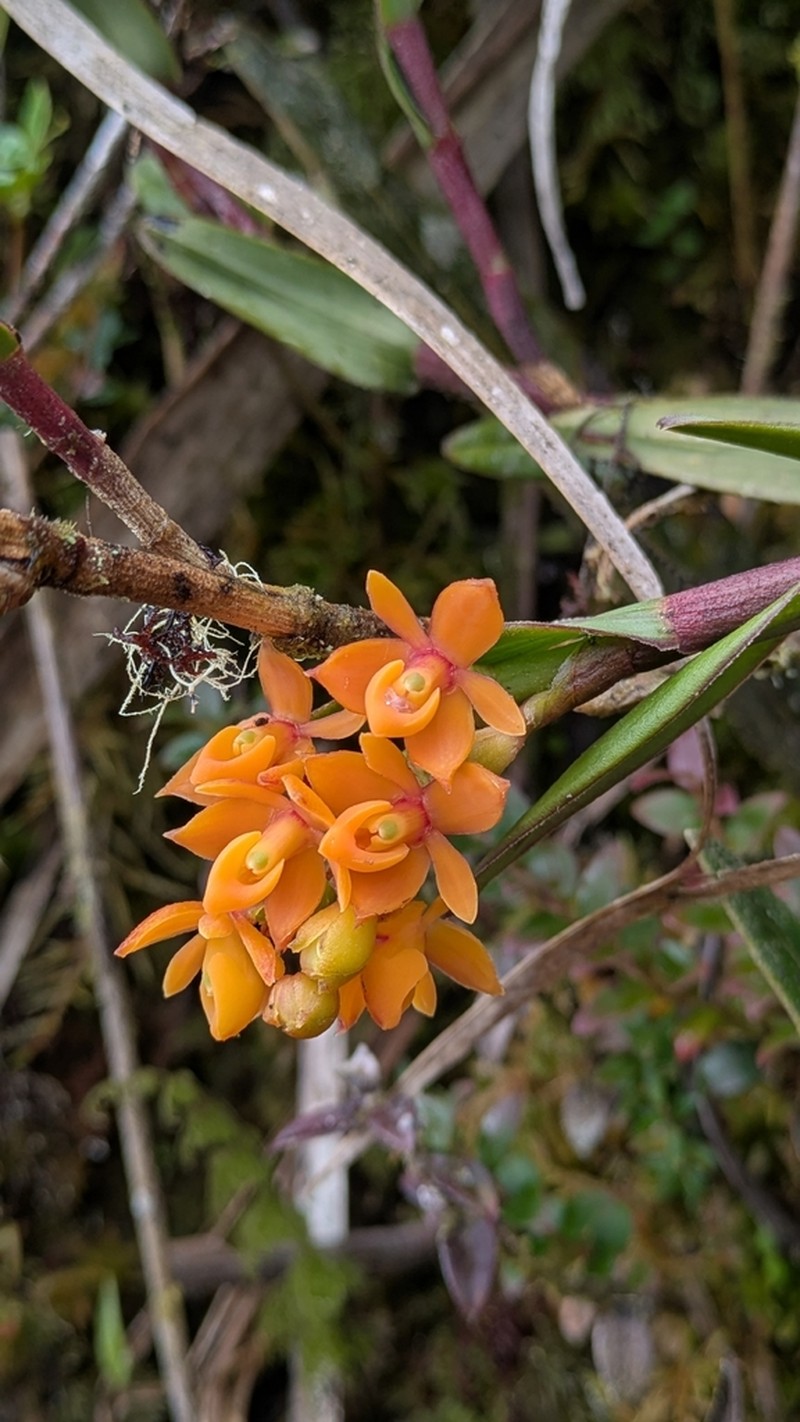 Epidendrum incapachychilum photo 8