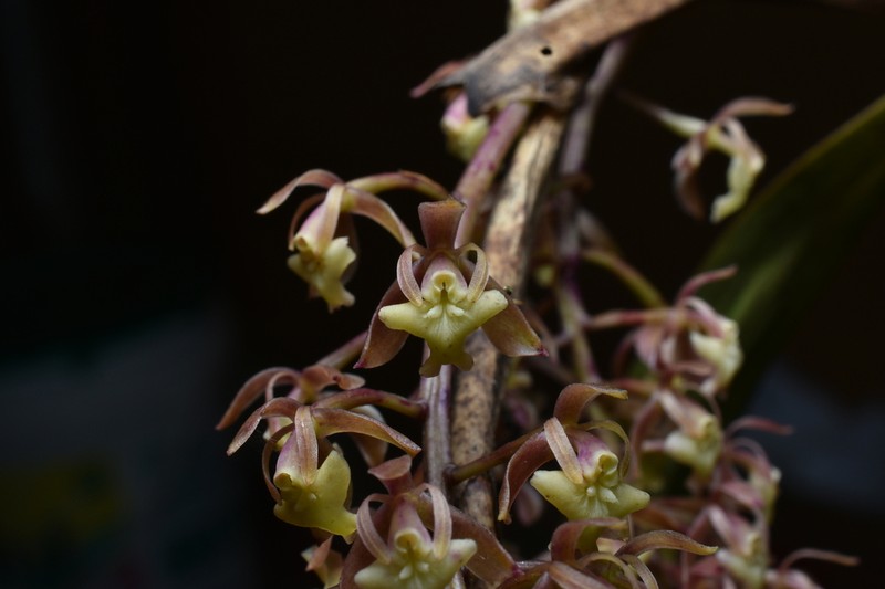 Epidendrum infundibuliforme