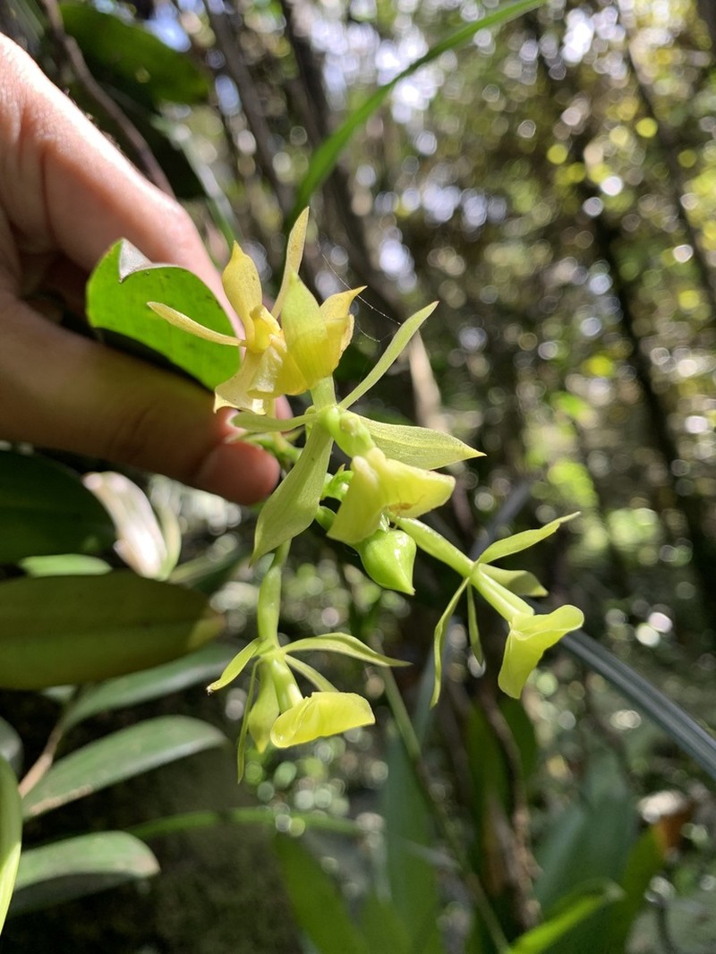 Umbrella Star Orchid