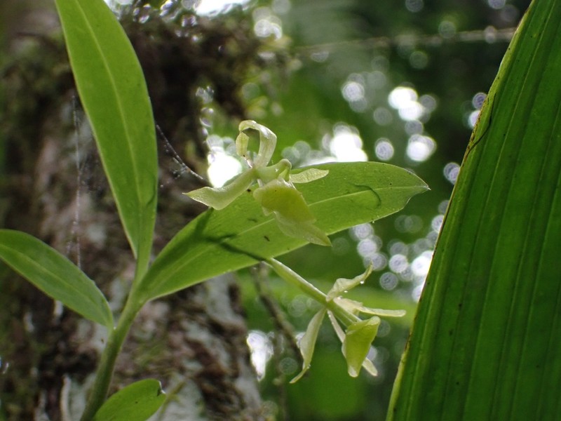 Umbrella Star Orchid photo 3