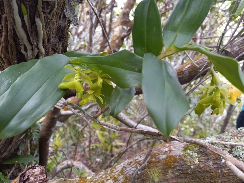 Umbrella Star Orchid photo 4