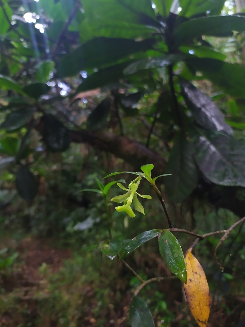 Umbrella Star Orchid photo 5
