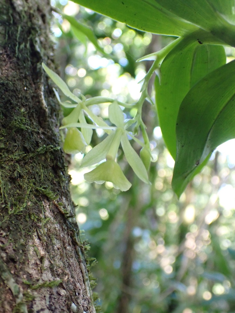 Umbrella Star Orchid photo 6