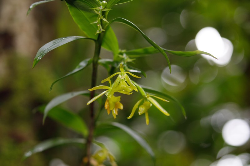 Umbrella Star Orchid photo 8