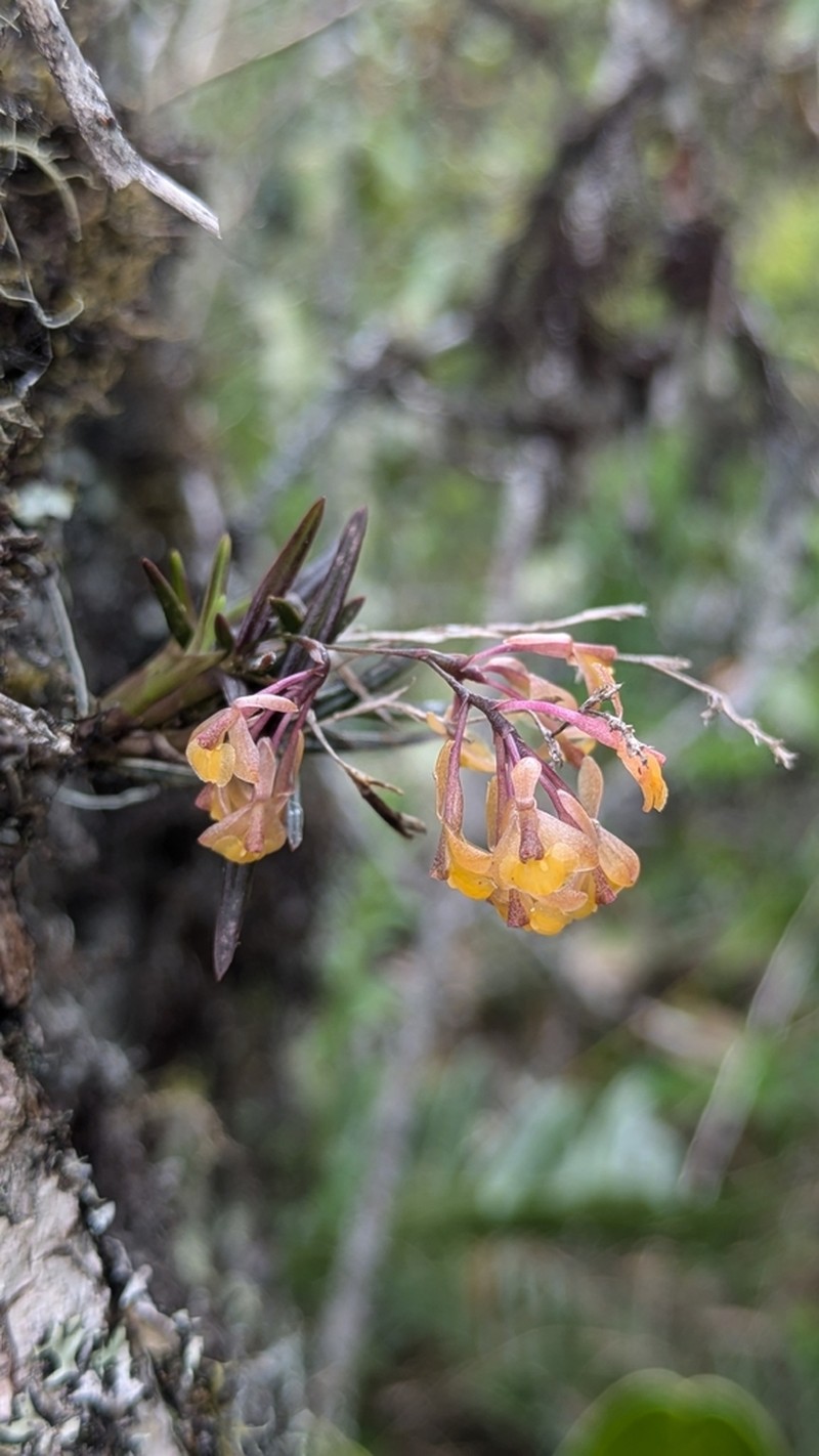 Epidendrum joaquin-ortizii
