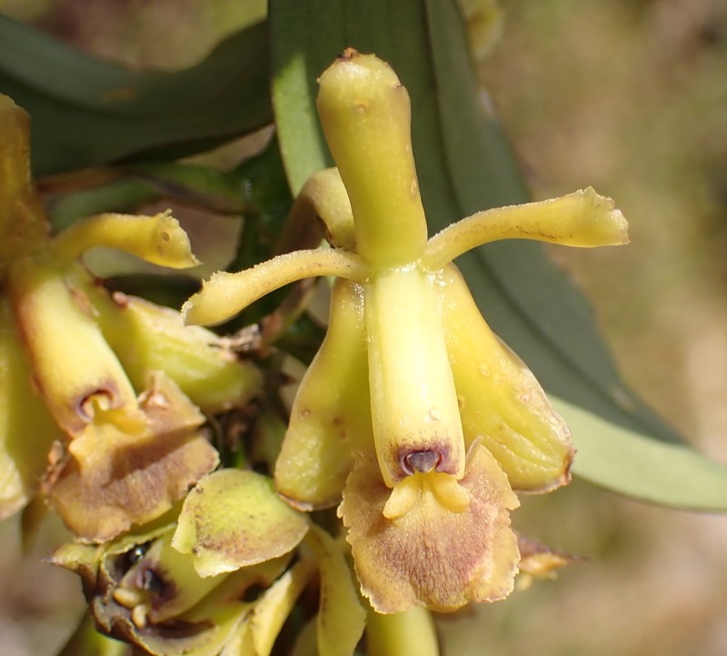 Epidendrum kabirii