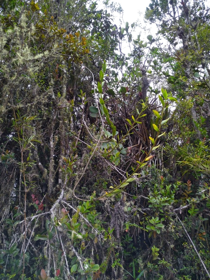 Epidendrum kabirii photo 3