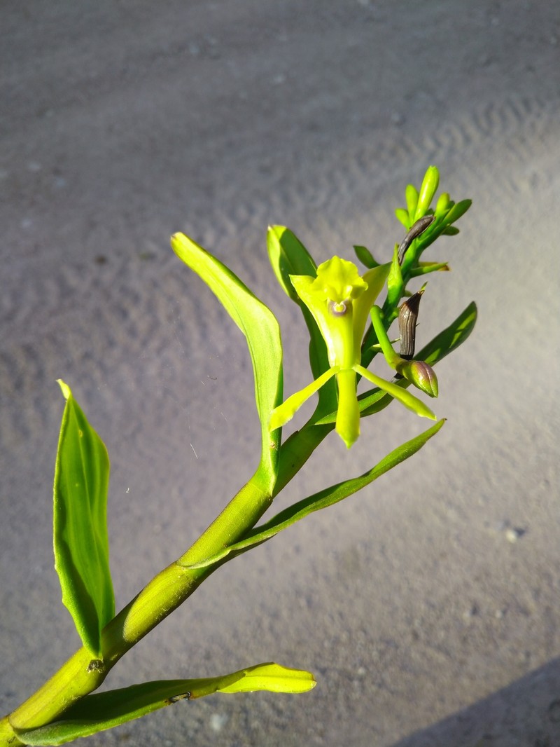 Epidendrum kabirii photo 5