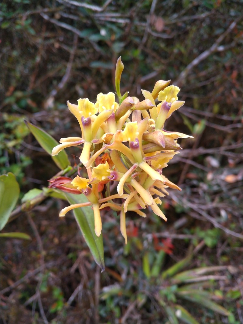 Epidendrum kabirii photo 6