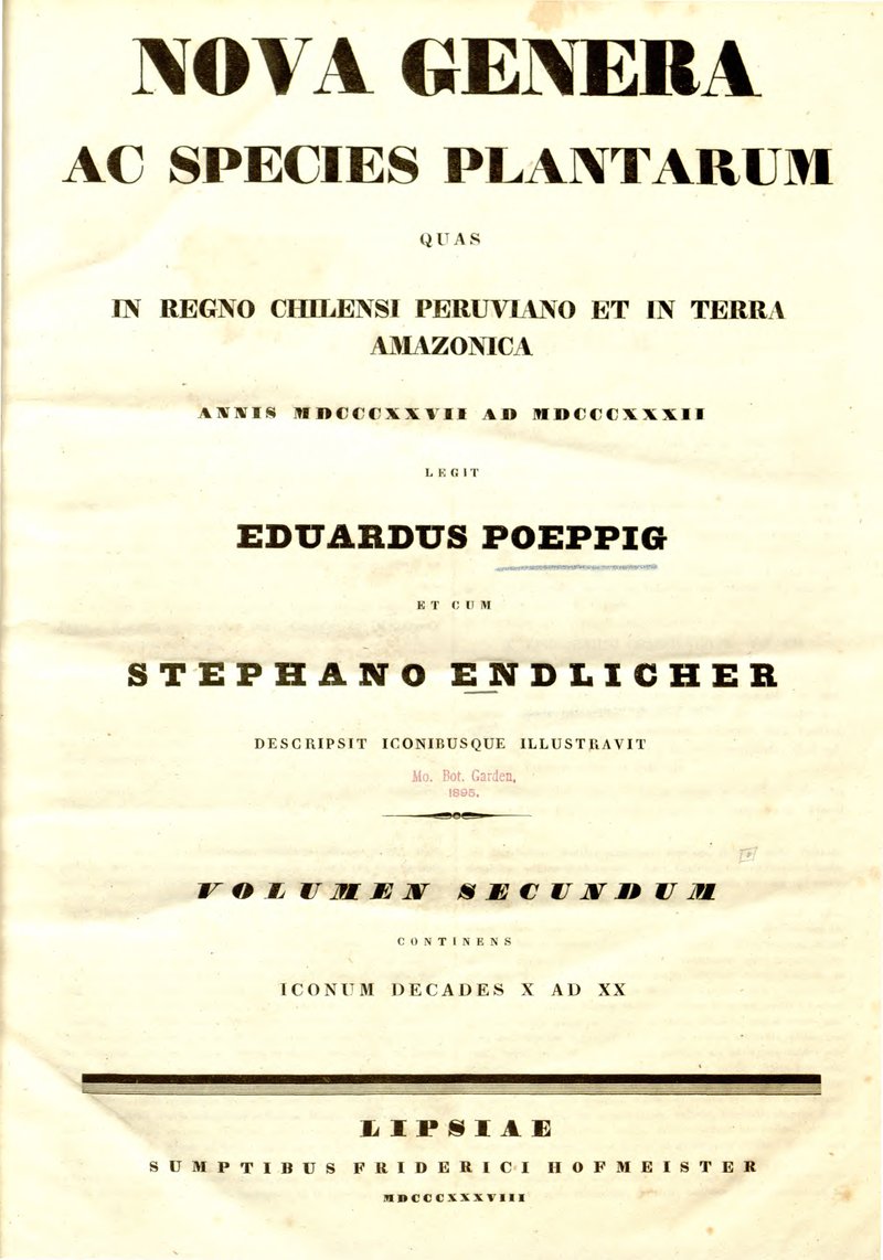 Epidendrum lacerum