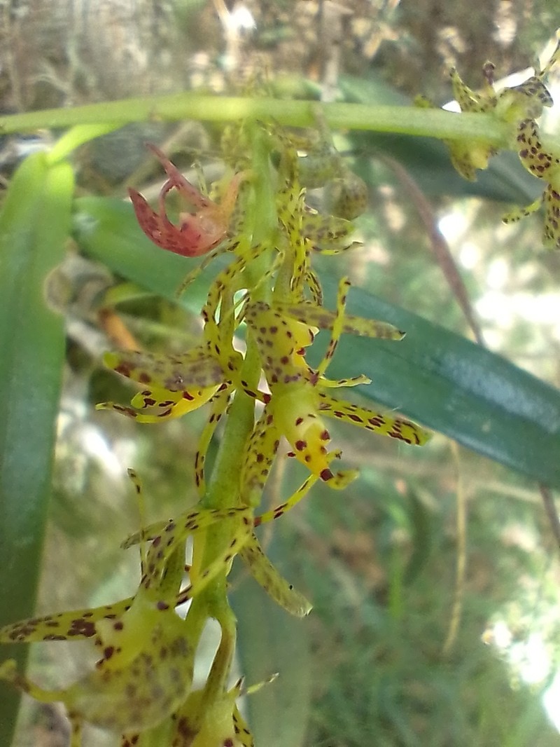 Epidendrum leopardihamatum