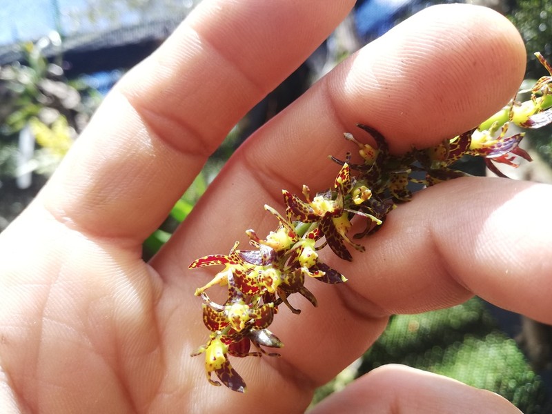 Epidendrum leopardihamatum photo 2