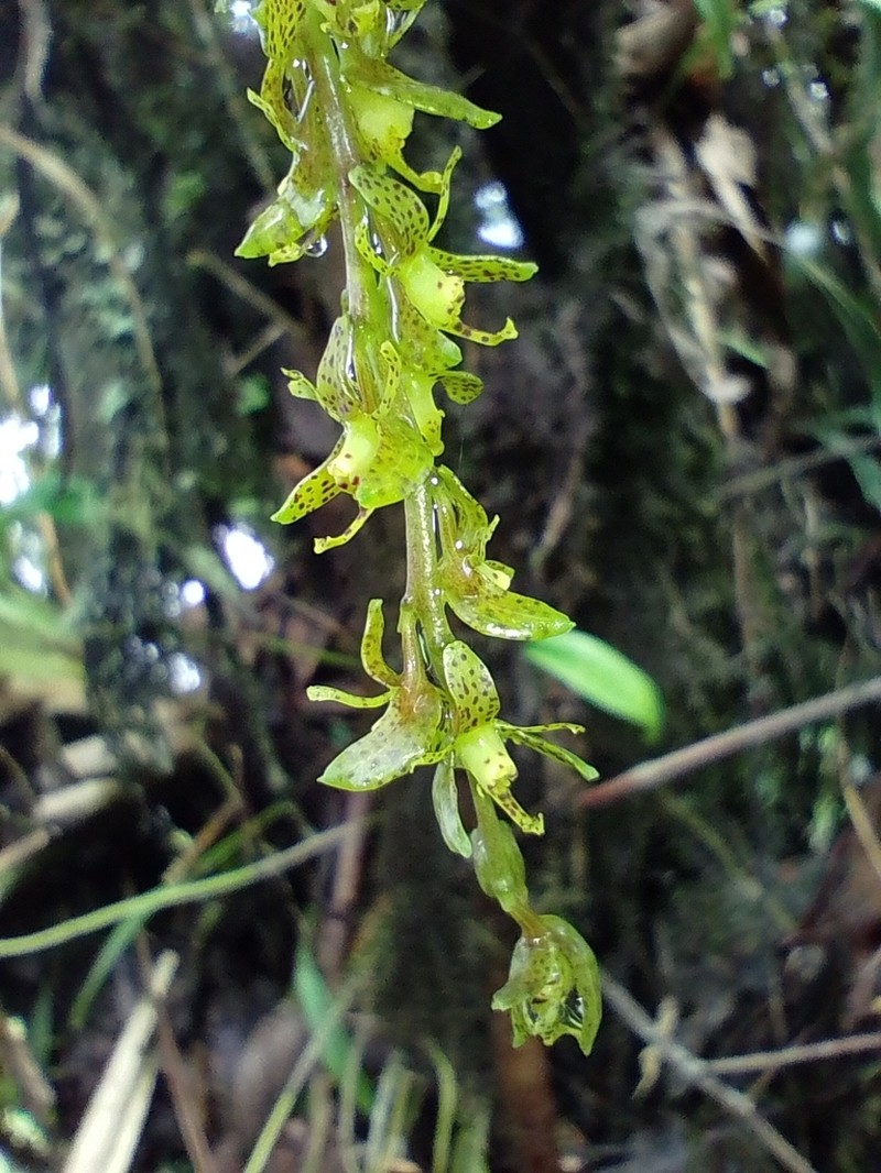 Epidendrum leopardihamatum photo 3