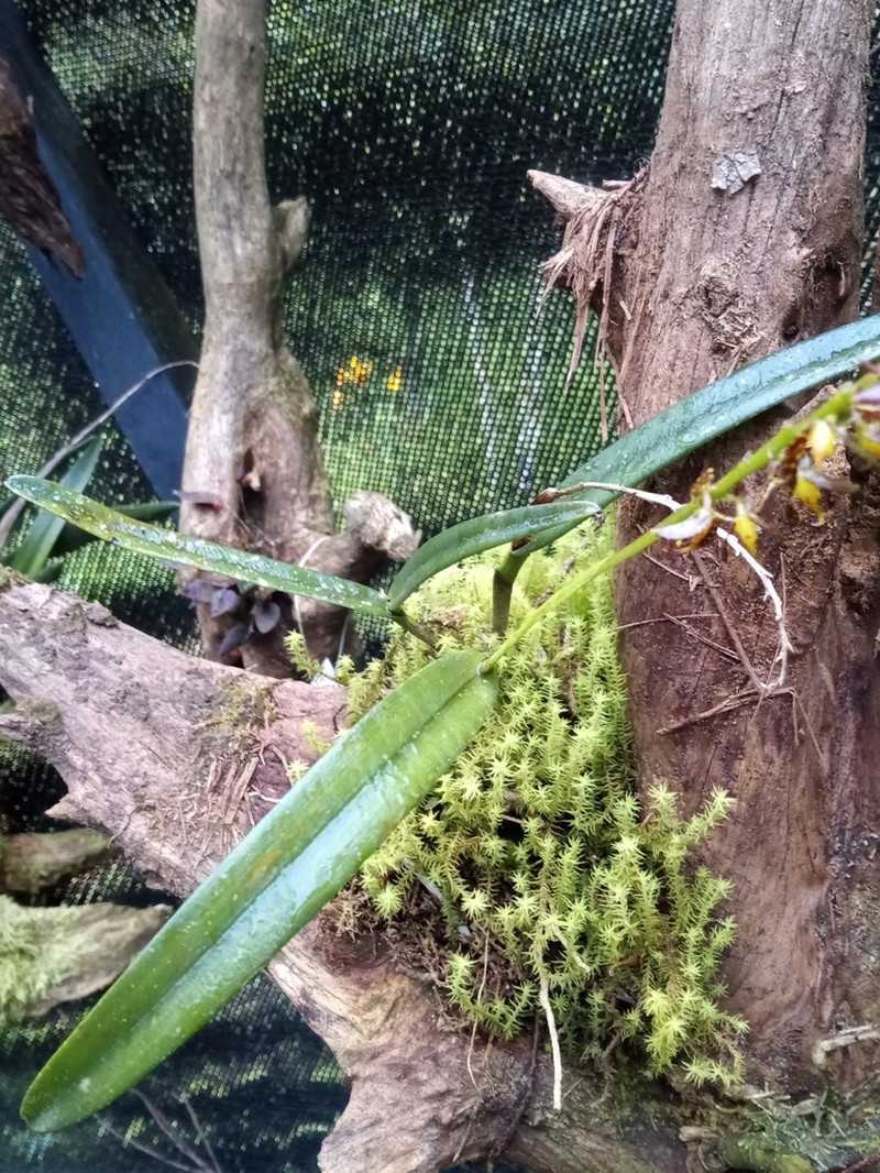 Epidendrum leopardihamatum photo 4