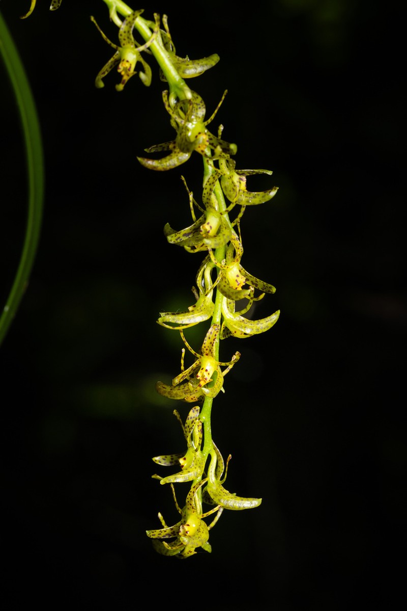 Epidendrum leopardihamatum photo 5