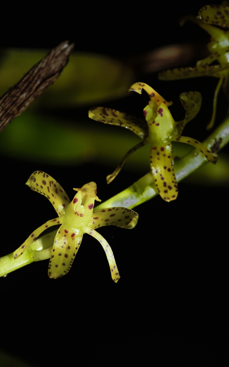 Epidendrum leopardihamatum photo 6