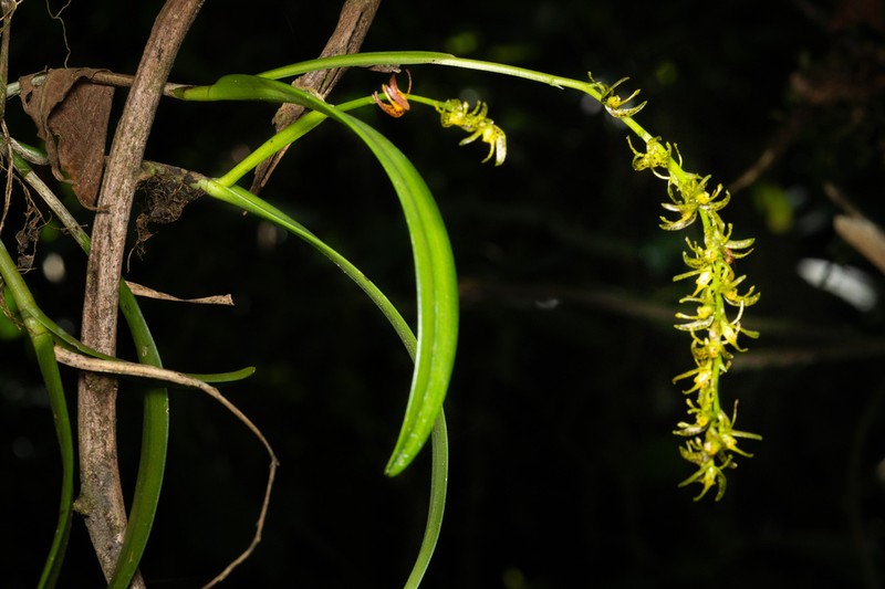 Epidendrum leopardihamatum photo 7