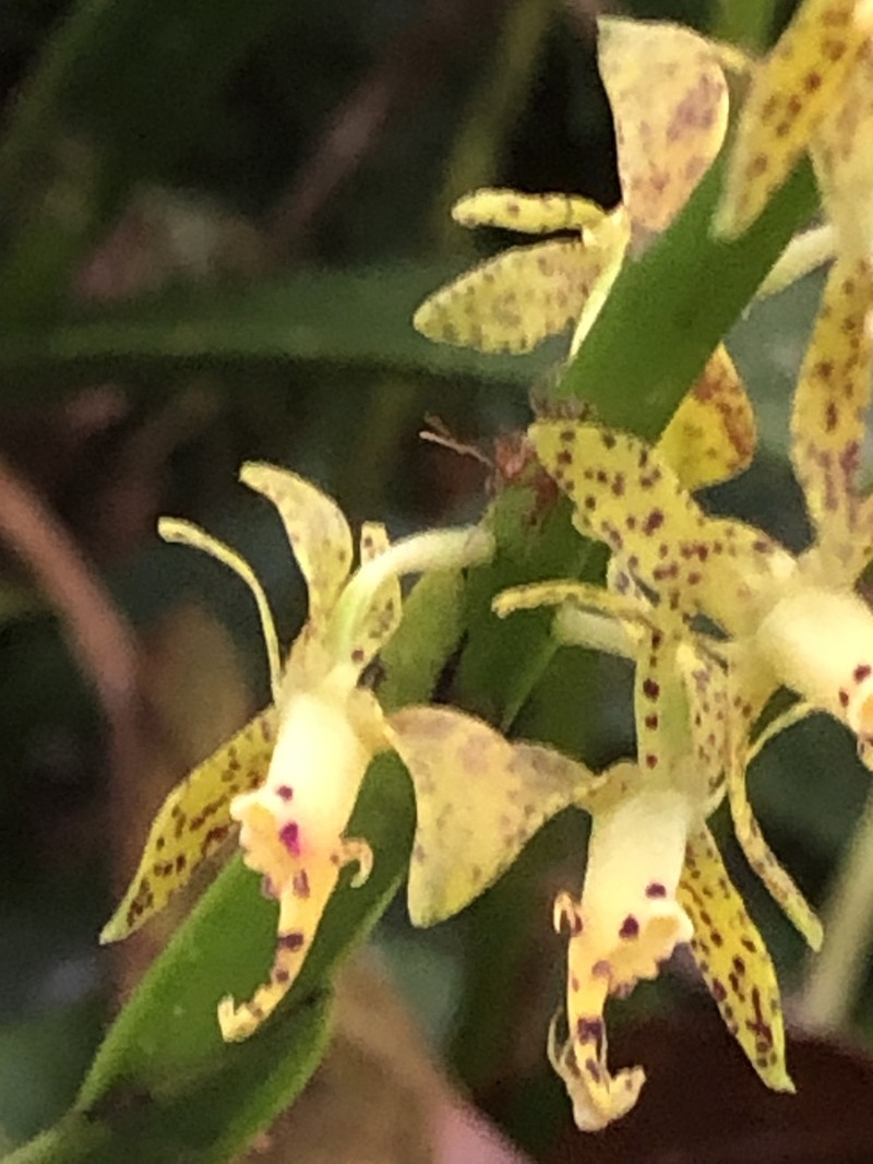 Epidendrum leopardihamatum photo 8