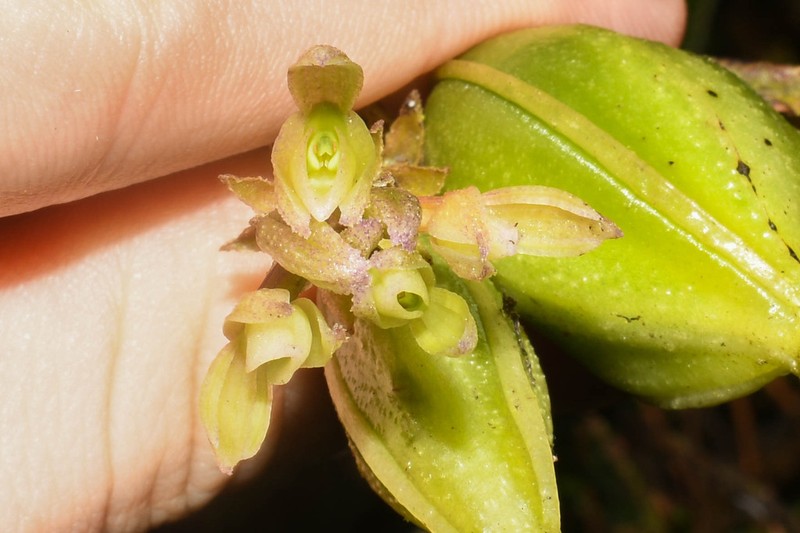 Epidendrum leptanthum