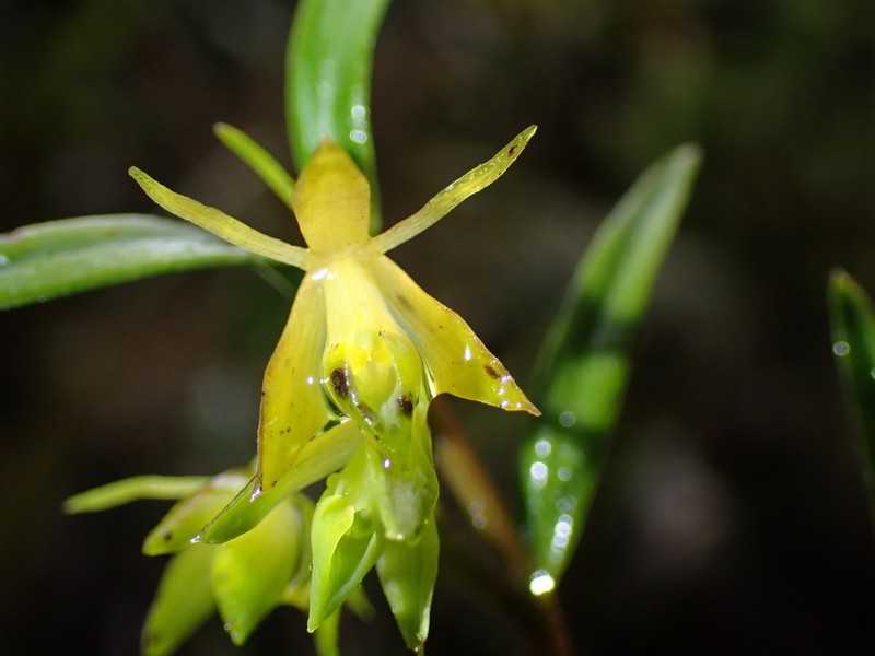 Epidendrum leptanthum photo 2