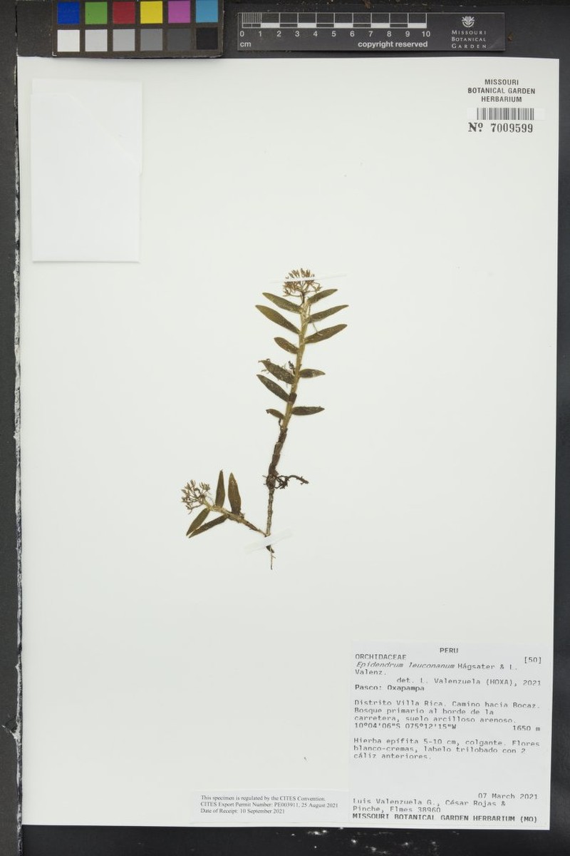 Epidendrum leuconanum