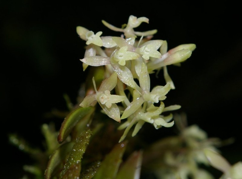 Epidendrum leuconanum photo 2