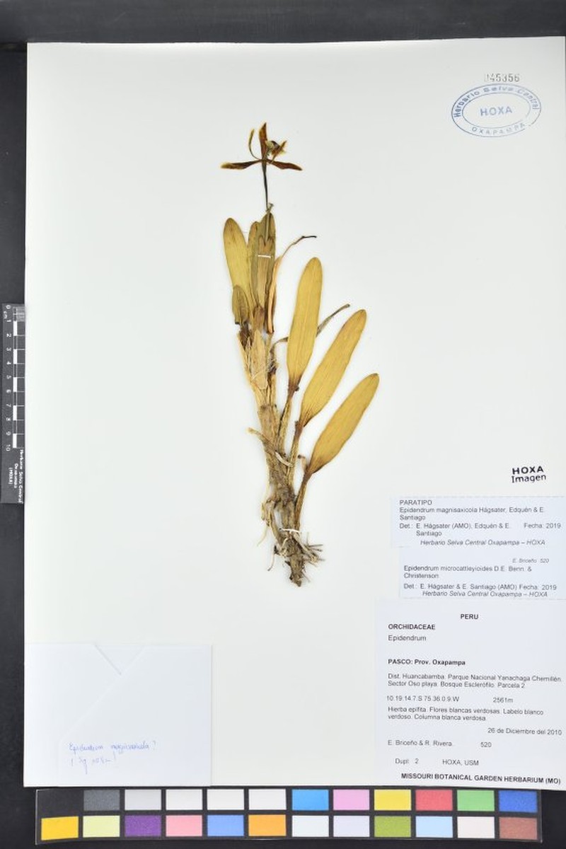 Epidendrum magnisaxicola