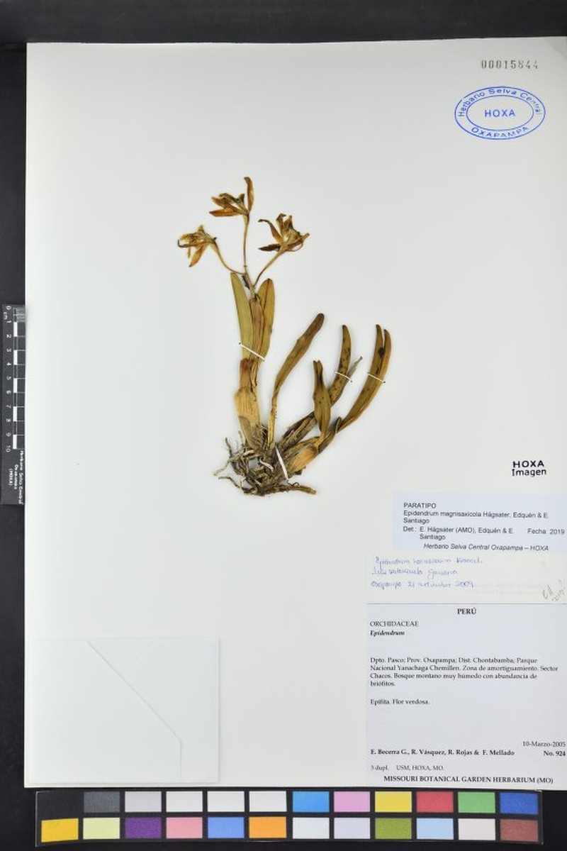 Epidendrum magnisaxicola photo 2