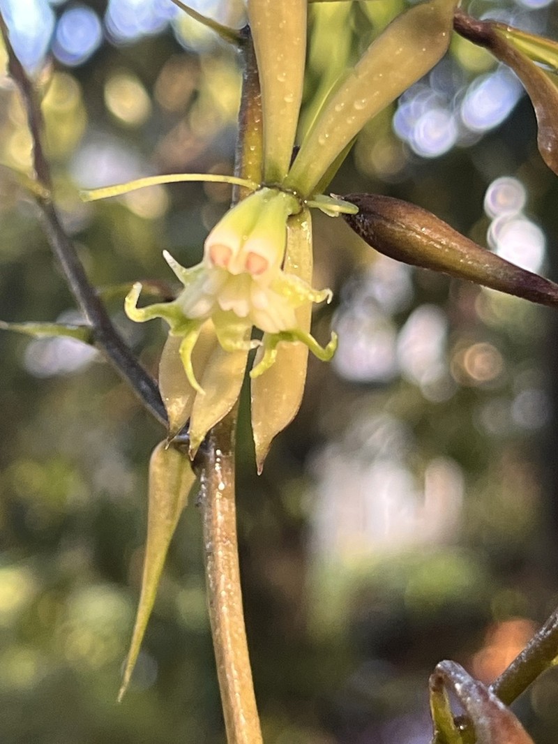 Epidendrum mamapachae