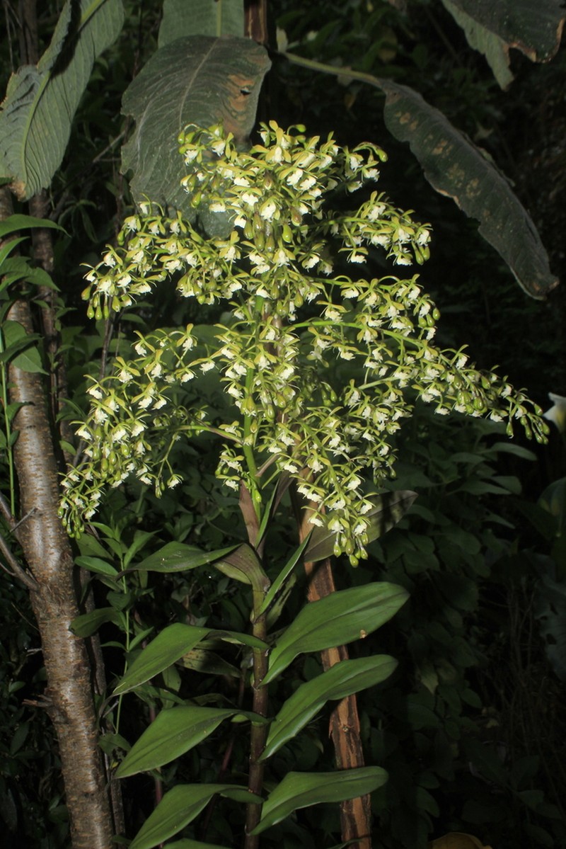Epidendrum mamapachae photo 2