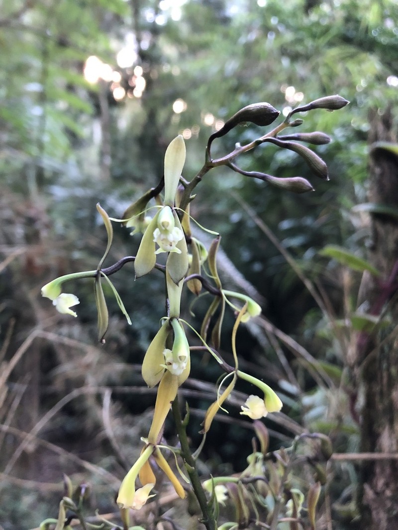 Epidendrum mamapachae photo 4