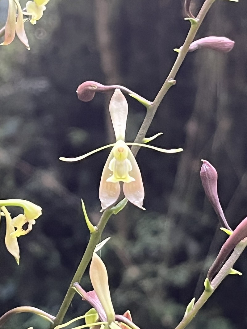 Epidendrum mamapachae photo 5