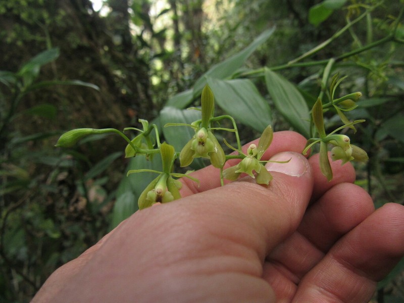 Epidendrum mamapachae photo 6