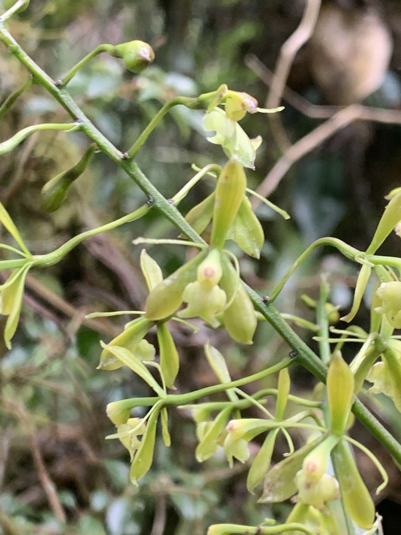 Epidendrum mamapachae photo 7
