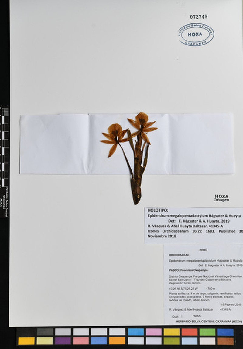 Epidendrum megalopentadactylum