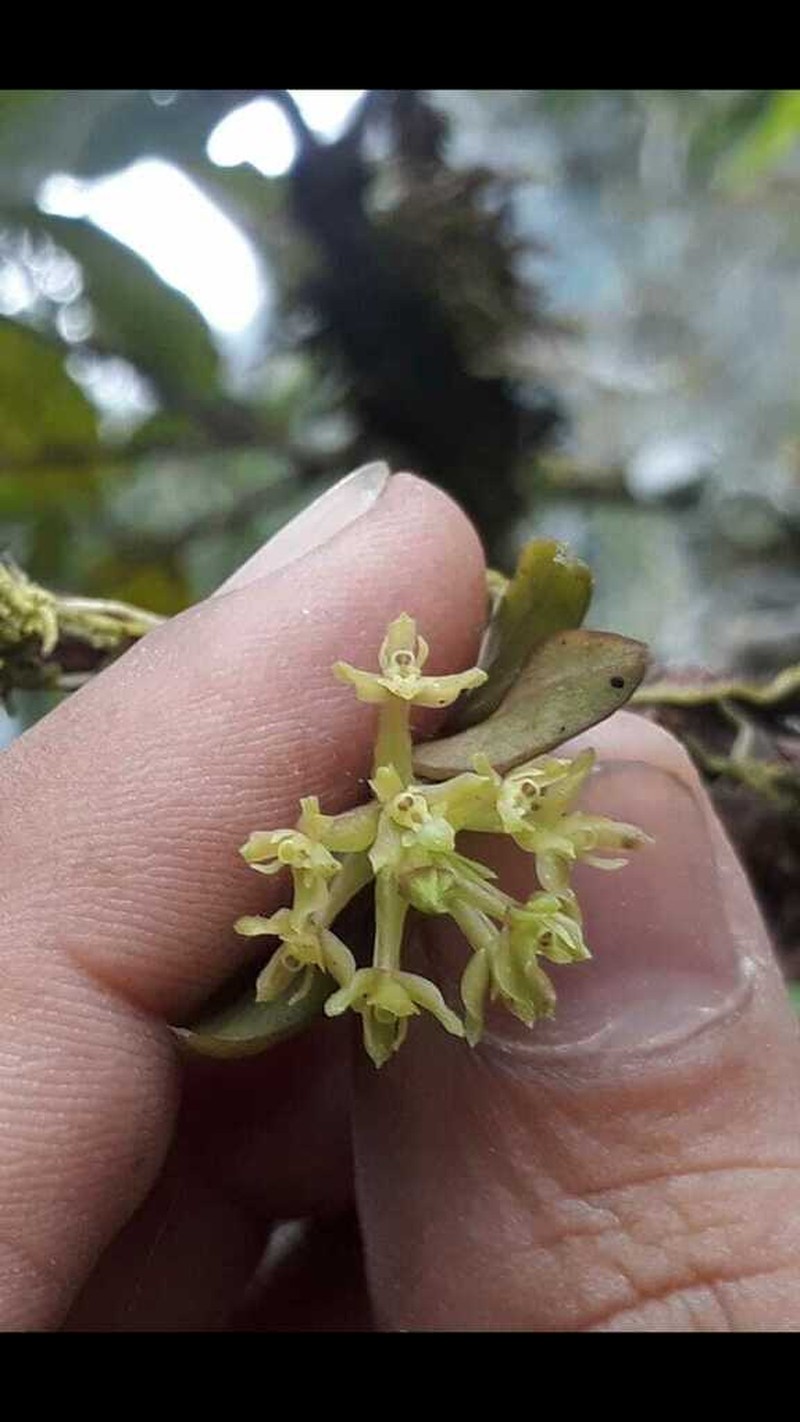 Epidendrum microcapitellatum