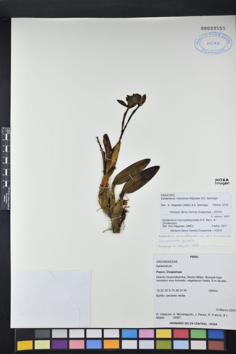 Epidendrum milpoense